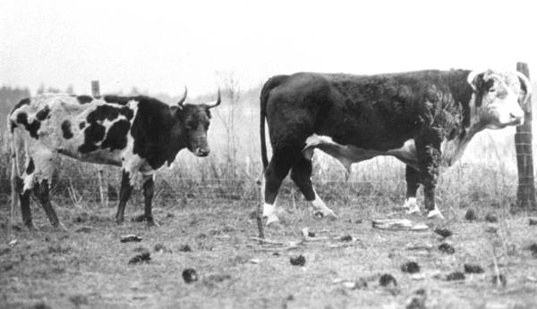 cattle